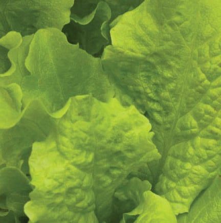 Salad Bowl Lettuce Seeds (Leaf Type) 1740