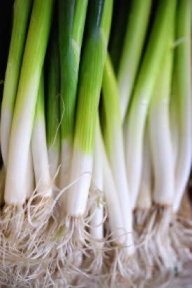 Southport White Globe Onion Seeds (White Bunching Type) 1830