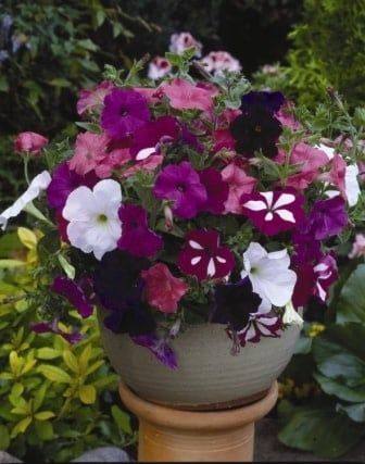 Grandiflora Dwarf Bedding Petunia Seeds (Mixed Colours) 6000