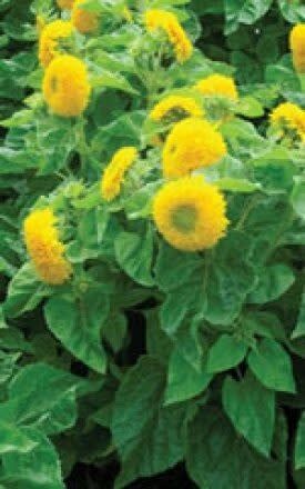 Teddybear Dwarf Sunflower Seeds 6155