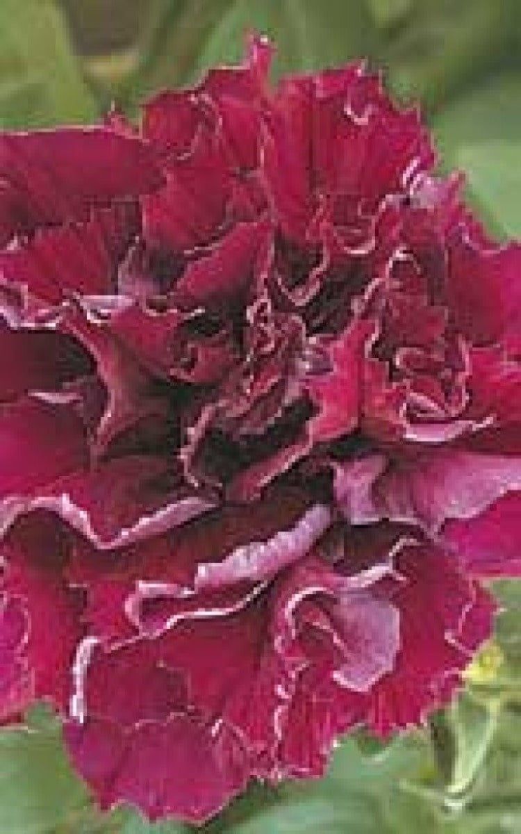 Double Cascade Burgundy Petunia Seeds 5950