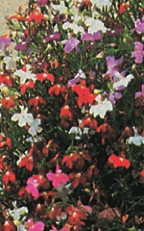 Cascade Mixture Multi-Coloured Lobelia Seeds 5585 Cascade Mixture Multi-Coloured Lobelia Seeds 5585