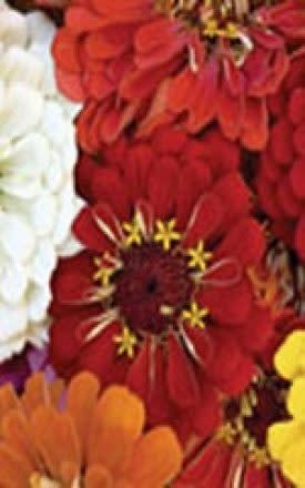 Cactus Flowered Hybrid Mixture Zinnia Seeds 6280