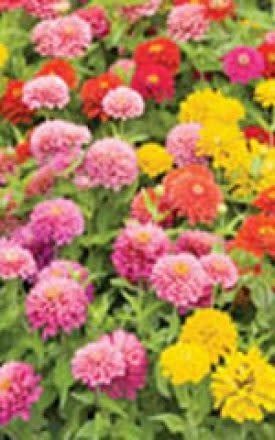 Pom Pom Mixture or ''Lilliput'' Zinnia Seeds 6295