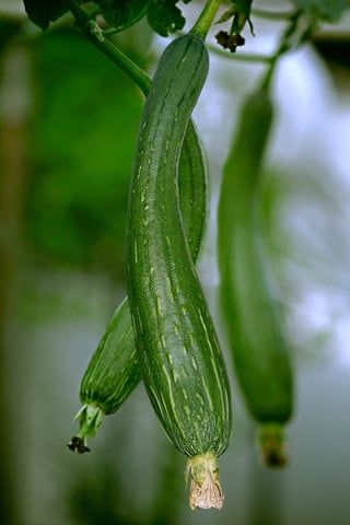 Luffa Gourd Seeds 5345
