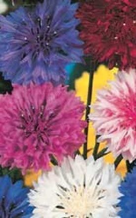 OSC Special Mixture Bachelor Buttons Seeds 5045