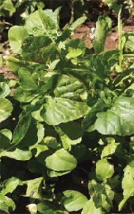 Arugula Seeds 3085