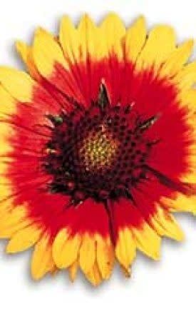 Grandiflora Seeds (Blanket Flower) 6470