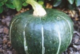 Burgess Buttercup Squash Seeds (Winter Type) 2255