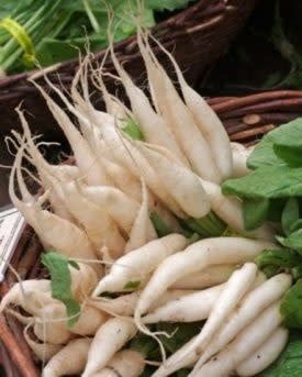 White Icicle Radish Seeds 2120