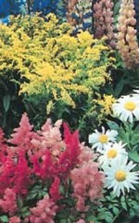 Perennial Garden Wildflower Seed Mixture 6835
