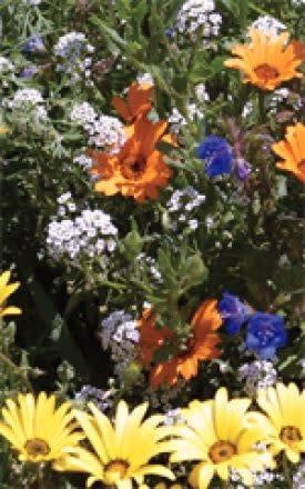 Deer Resistant Wildflower Seed Mixture 6815