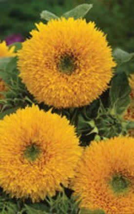 Tall Sungold Sunflower Seeds 6150