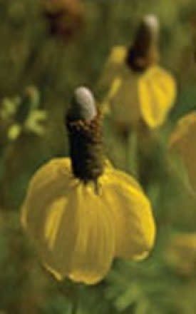 Dwarf Yellow Prairie Coneflower Seeds 6910