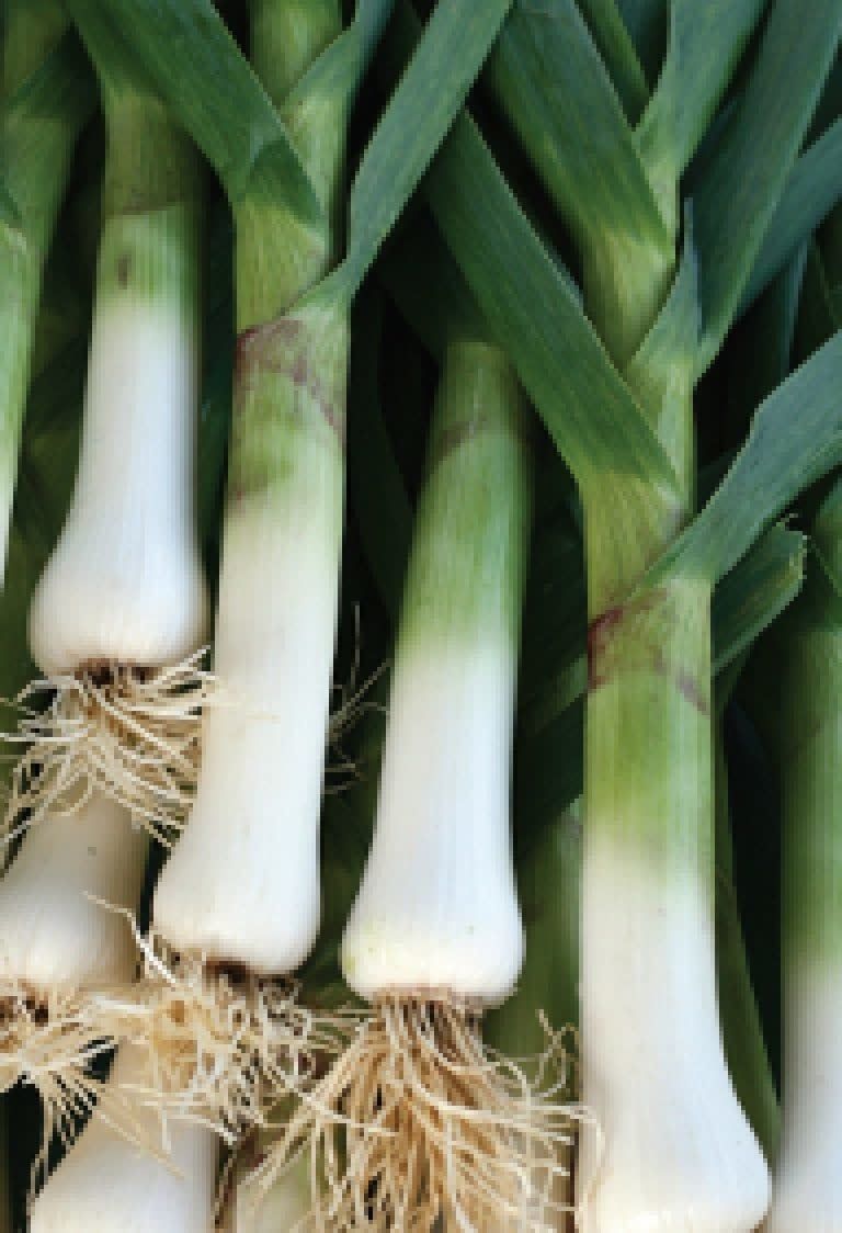 Large Musselburg Leek Seeds 1785