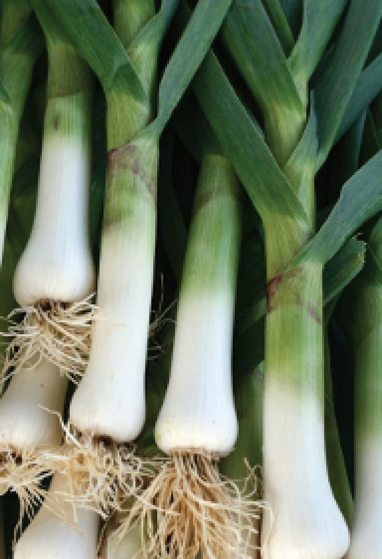 Large Musselburg Leek Seeds 1785