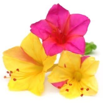 Marvel of Peru Mixture Four O&#39;Clocks Seeds 5230