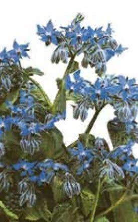 Borage Seeds 3010