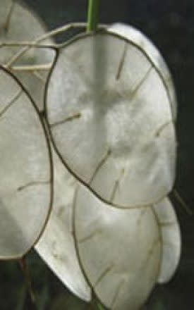 Money Plant or &#39;&#39;Silver Dollar Plant&#39;&#39; Lunaria Seeds 6525