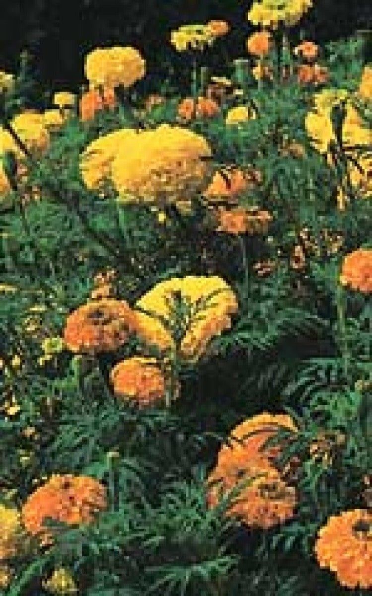 Crackerjack Mixed Marigold Seeds 5640