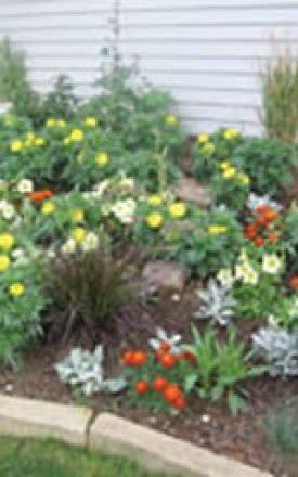 Yellow Treasure Marigold Seeds 5645