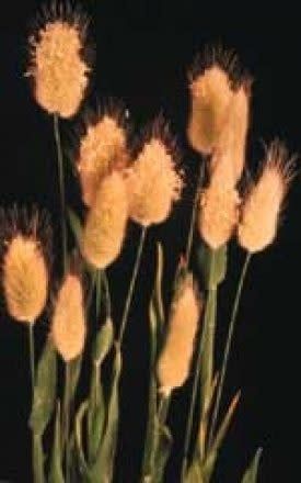 Bunny&#39;s Tail Ornamental Grass Seeds 7025