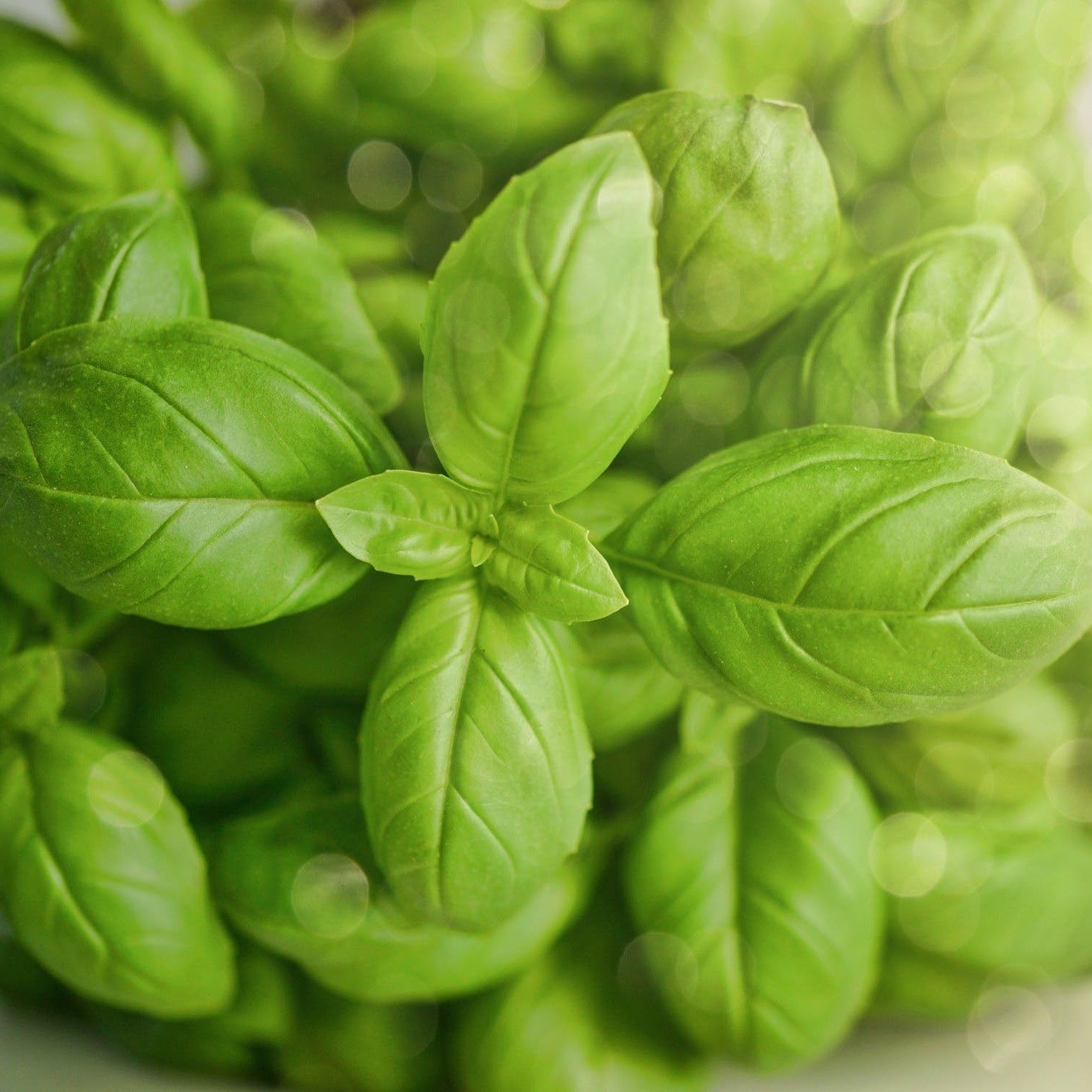 Sweet Basil Seeds 3120