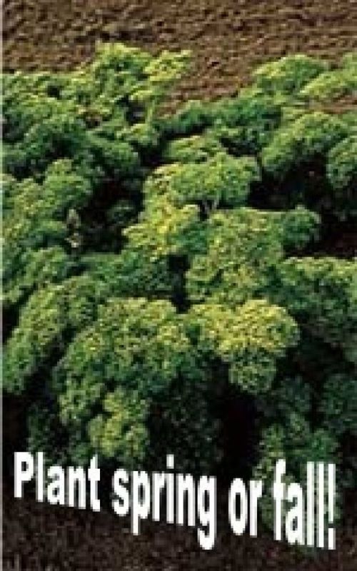 Forest Green Parsley Seeds 1865