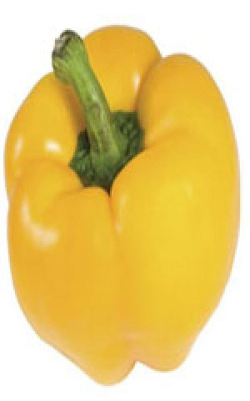 Golden Calwonder Pepper Seeds (Bell Type) 1950