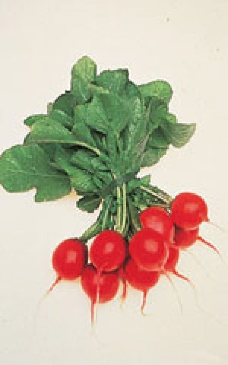 Cherry Belle Radish Seeds (Summer Type) 2085
