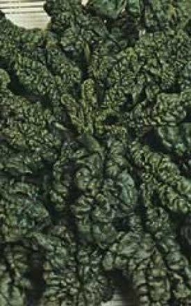 Bloomsdale Long Standing Spinach Seeds 2185