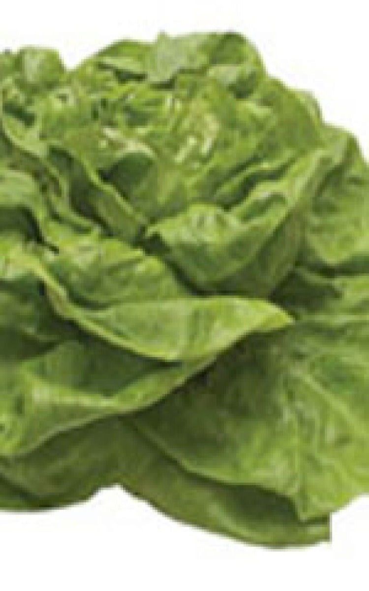 Bibb Lettuce Seeds (Butterhead Type) 1745