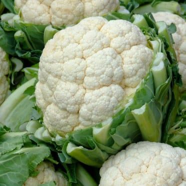 Early Snowball Cauliflower Seeds (Self Blanching Type) 1445
