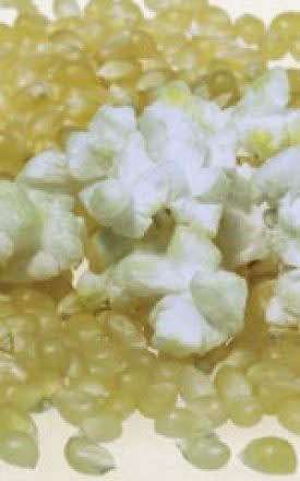 Robust R98114W Popcorn Seeds 1585