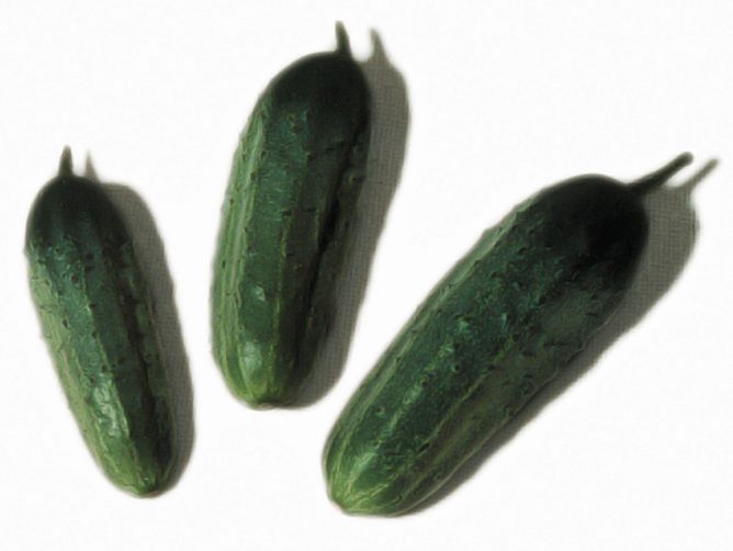 Wisconsin SMR-58 Cucumber Seeds (Pickling Type) 1620