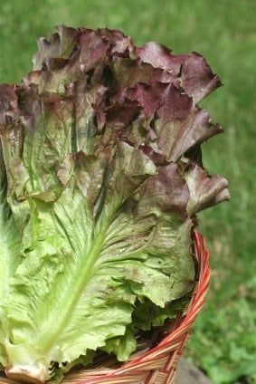 Ruby Red Lettuce Seeds (Leaf Type) 1735
