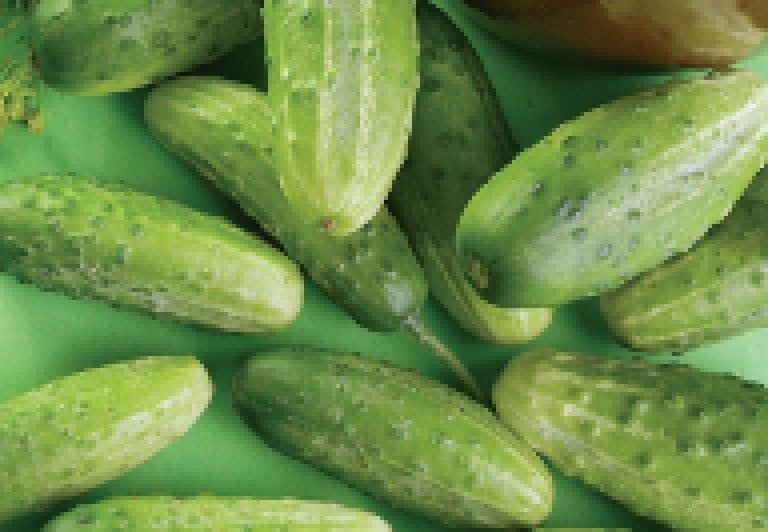 Chicago Cucumber Seeds (Pickling Type) 1605