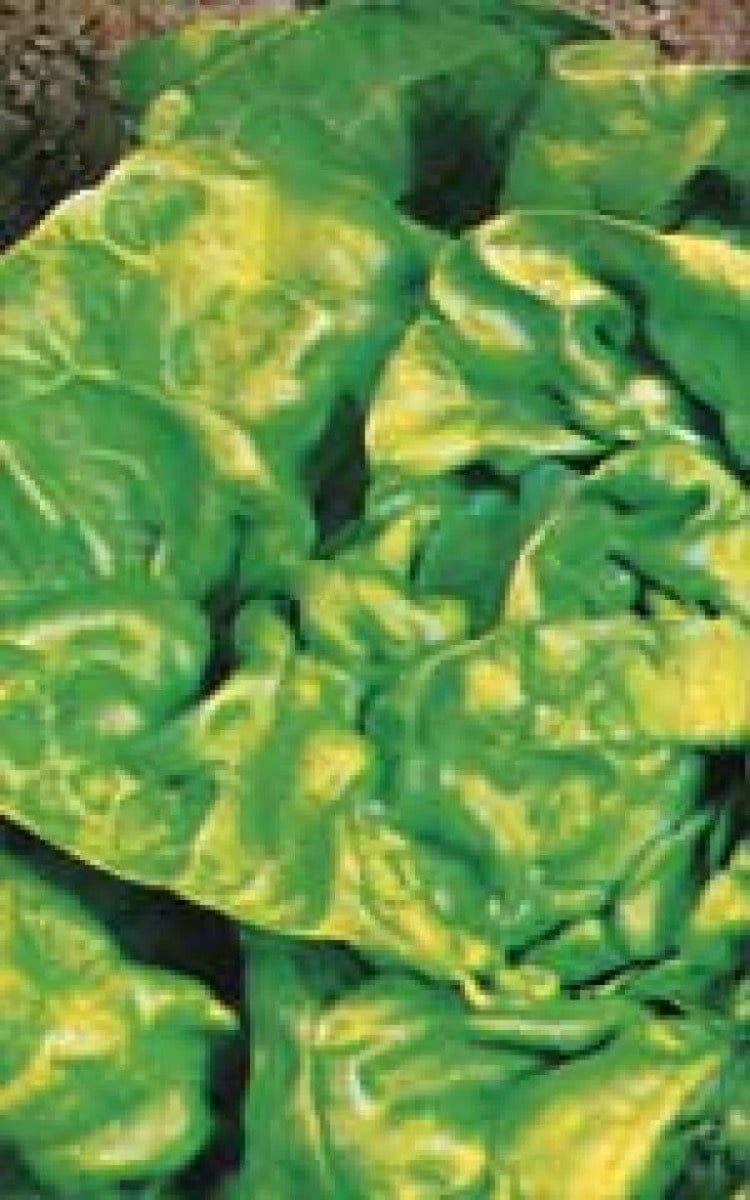 Buttercrunch Lettuce Seeds (Butterhead Type) 1750