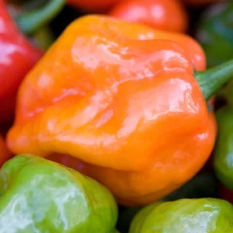 Habanero Orange Pepper Seeds (Hot Type) 1936