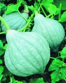 Blue Magic Hybrid Squash Seeds (Winter Type) 2292