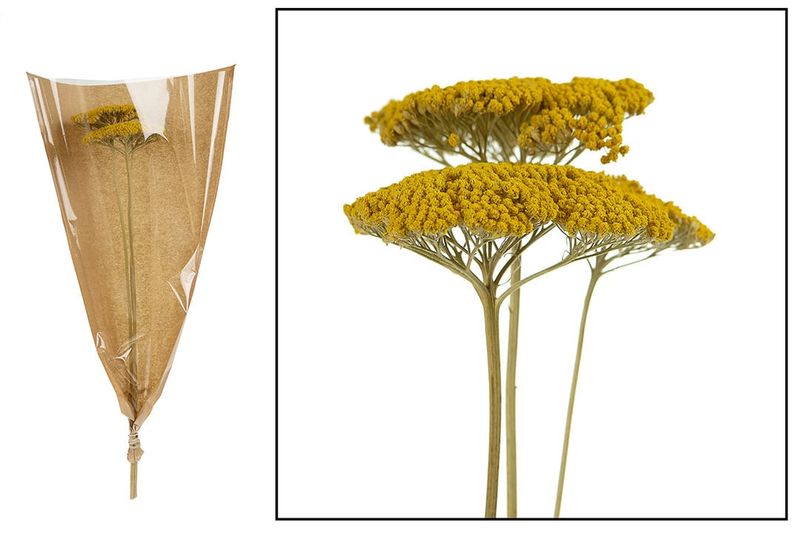 Achillea 3pc Yellow 70cm