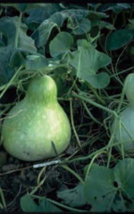 Birdhouse or ''Bottle'' Gourd Seeds 5335