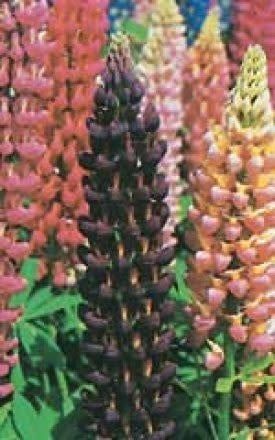 Russell&#39;s Hybrids Mix Lupins Seeds 6530