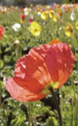 Giant Mixed Poppy Seeds (Iceland Type) 6580
