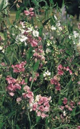 Mixed Colours Sweet Pea Seeds (Perennial Type) 6640