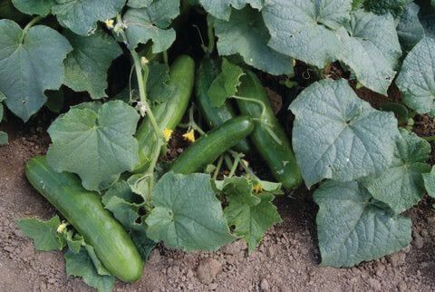 Burpless Hybrid Cucumber Seeds (Slicing Type) 1625