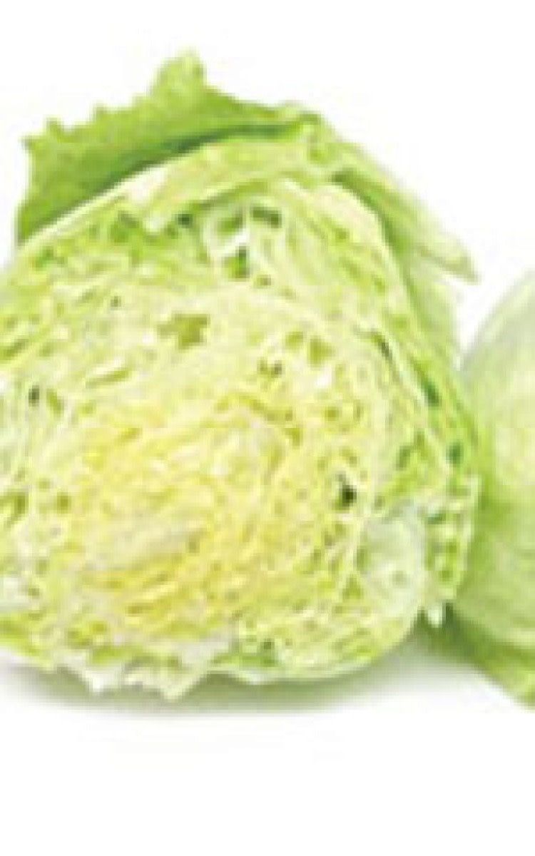 Iceburg Lettuce Seeds (Crisphead Type) 1775
