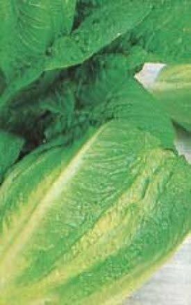 Paris White Lettuce Seeds (Romaine or Cos Type) 1770