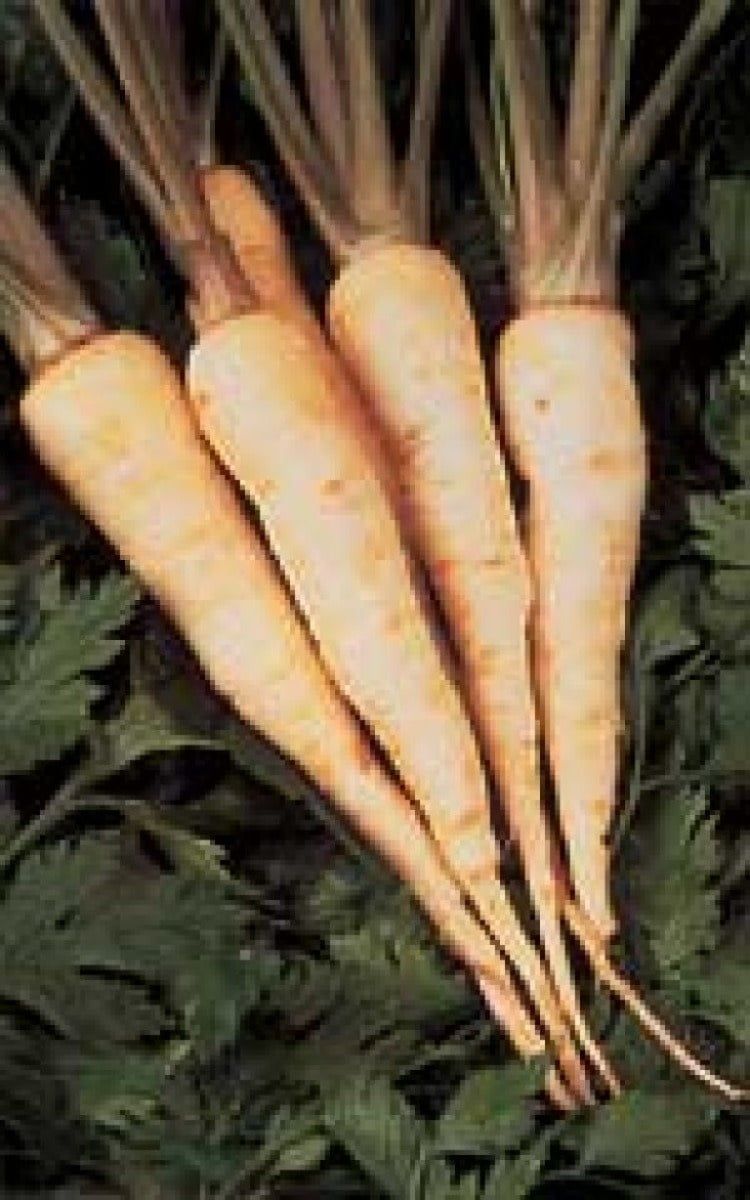 Hollow Crown Improved Parsnip Seeds 1880