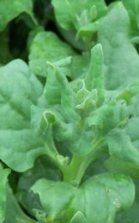 New Zealand Spinach Seeds 2190